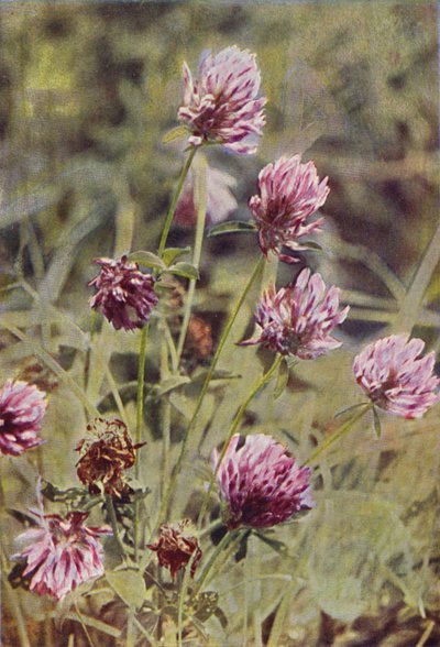 Wildblumen: Rotklee von Charles Essenhigh Corke