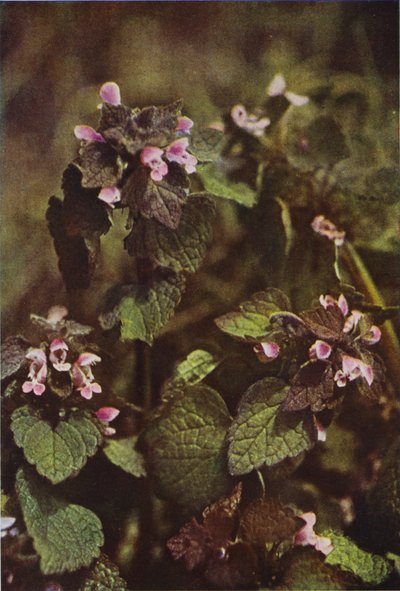 Wildblumen: Rote Taubnessel von Charles Essenhigh Corke