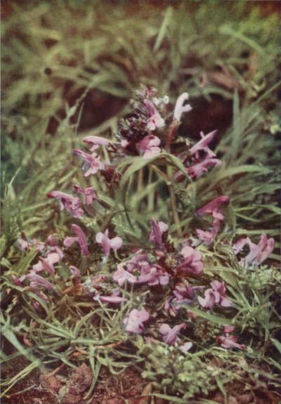 Wildblumen: Roter Zahntrost von Charles Essenhigh Corke