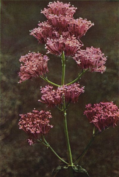 Wildblumen: Rote Spornblume von Charles Essenhigh Corke