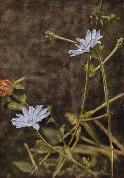 Wildblumen: Wegwarte von Charles Essenhigh Corke