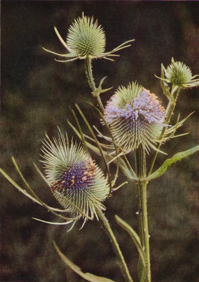 Wildblumen: Karde von Charles Essenhigh Corke