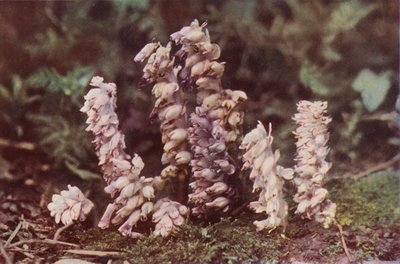 Wildblumen: Zahnwurz von Charles Essenhigh Corke