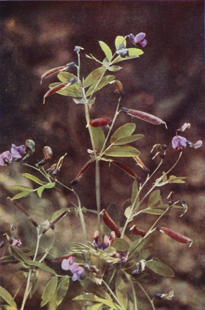 Wildblumen: Knollige Bitterwicke von Charles Essenhigh Corke