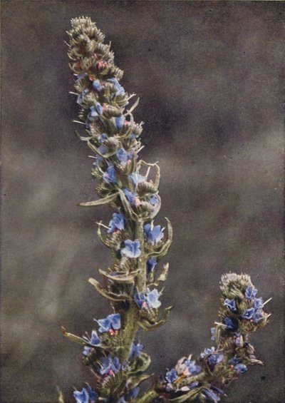 Wildblumen: Natternkopf von Charles Essenhigh Corke
