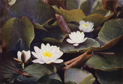 Wildblumen: Weiße Seerose von Charles Essenhigh Corke