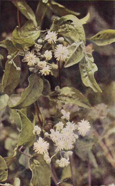 Wildblumen: Waldrebe von Charles Essenhigh Corke