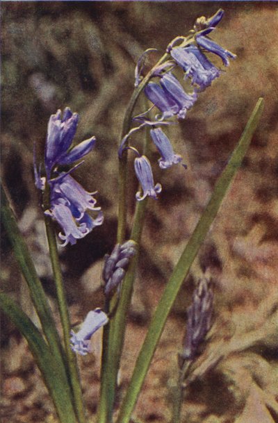 Wildblumen: Wilde Hyazinthe von Charles Essenhigh Corke
