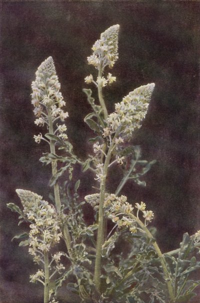 Wildblumen: Wilde Resede von Charles Essenhigh Corke