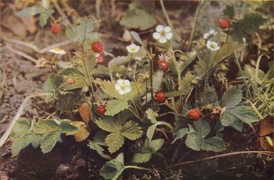 Wildblumen: Walderdbeere von Charles Essenhigh Corke