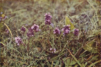 Wildblumen: Wilder Thymian von Charles Essenhigh Corke