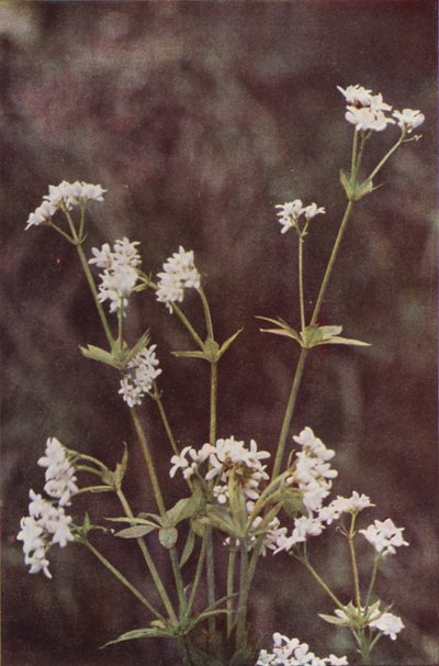 Wildblumen: Waldmeister von Charles Essenhigh Corke
