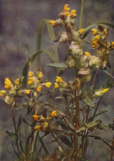 Wildblumen: Zottiger Klappertopf von Charles Essenhigh Corke