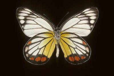 Delias hyparete/Männlich von Augustus Kollner