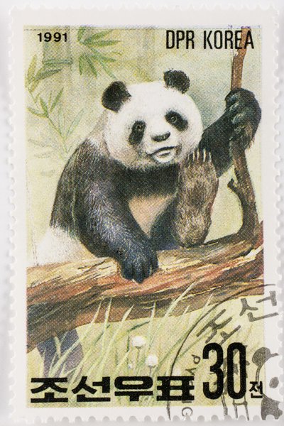 Briefmarke/Nordkorea/Ailuropoda melanoleuca/Großer Panda von Augustus Kollner