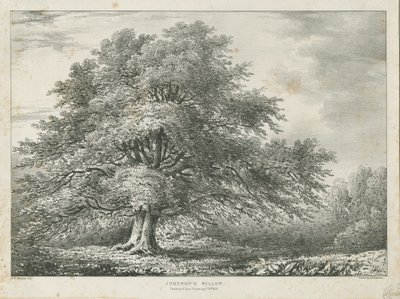 Lichfield - ["Dr. Johnsons"] Weidenbaum von Charles Joseph Hullmandel