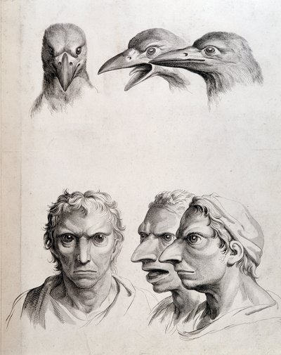 Profile von Vogel und „Menschen-Vogel (Menschen-Vogel)“ - von Lebrun, in „Abhandlungen über die Physiognomie des Menschen im Vergleich zu der der Tiere“ von Charles Le Brun