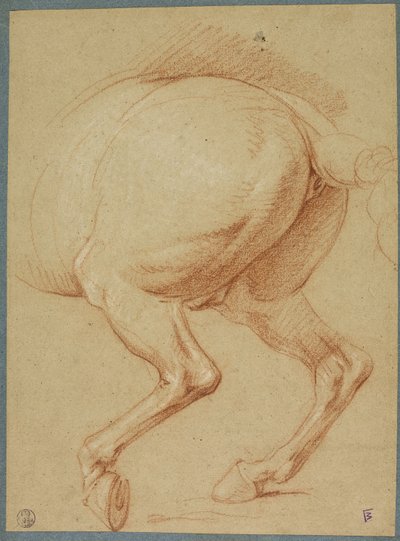 Die Hinterbeine eines Pferdes von Charles Le Brun