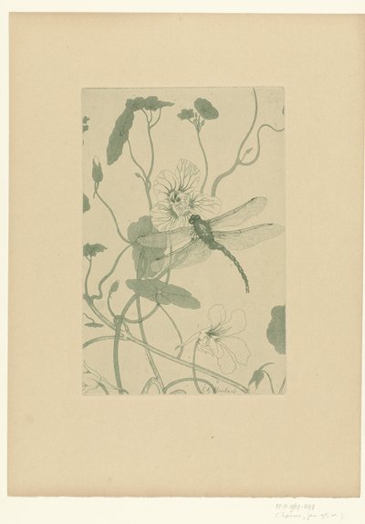 Libelle auf Blume der Kapuzinerkresse (L