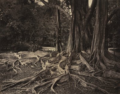 Gummibaum, Assam, Indien Ficus Elastica, ca. 1880er Jahre von Charles T. Scowen