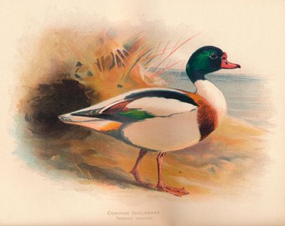 Brandgans Tadorna cornuta, 1900 von Charles Whymper