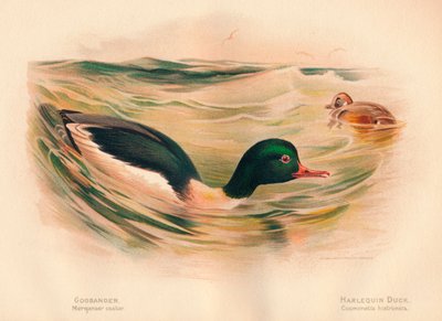 Gänsesäger Merganser castor, Harlekinente Cosmonetta histrionica von Charles Whymper