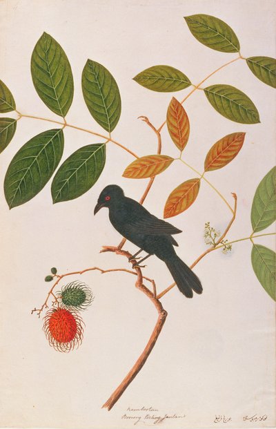 Krähenbülldrongo, aus Zeichnungen von Vögeln aus Malakka, ca. 1805-18 von Chinese School