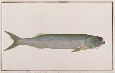 Dorab-Wolfshering, aus Zeichnungen von Fischen von Malakka, ca. 1805-18 von Chinese School