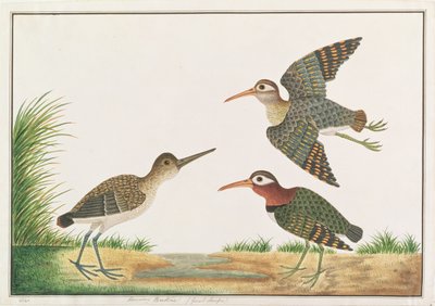 Großer Malaiensumpfläufer, aus Zeichnungen von Vögeln aus Malakka, ca. 1805-18 von Chinese School