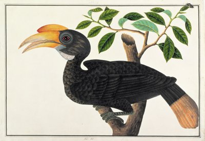 Ke ke, aus Zeichnungen von Vögeln aus Malakka, ca. 1805-18 von Chinese School