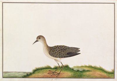 Waldwasserläufer, aus Zeichnungen von Vögeln aus Malakka, ca. 1805-18 von Chinese School