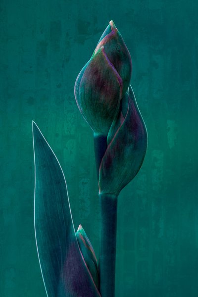 Stimmungsvolle Botanische Blüte von Chris Hamilton