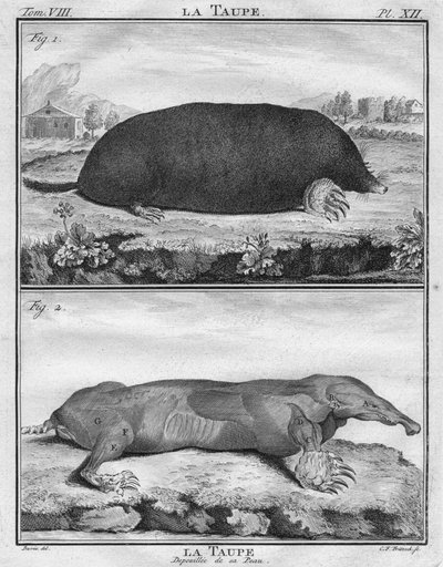 La Taupe & La Taupe Dépouillée de sa Peau, um 1763 von Christian Friedrich Fritzsch
