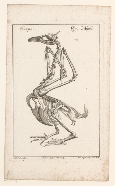Skelett eines Kormorans von Christian Hallbaur