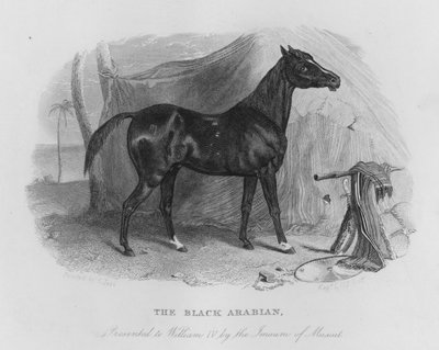 Der schwarze Araber, William IV. vom Imaum von Maskat präsentiert (Gravur) von Christian Josi