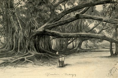 Riesige Bäume in Buitenzorg, Java, 1898 von Christian Wilhelm Allers