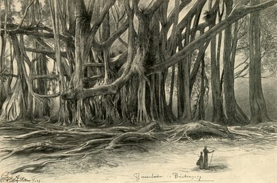 Riesige Bäume in Buitenzorg, Java, 1898 von Christian Wilhelm Allers