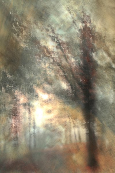 Herbstwaldglühen von Christina Sillen