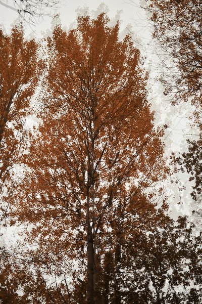 Herbstbaumkronen von Christina Sillen