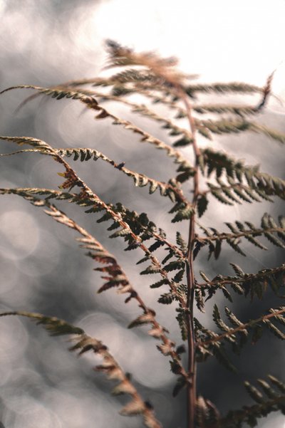 Zarte Herbstfarn von Christina Sillen