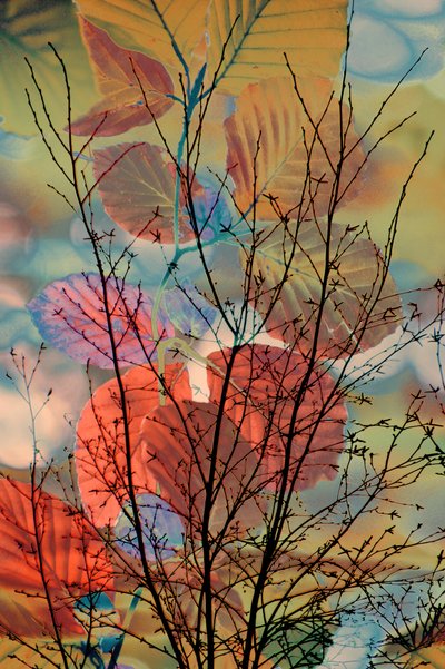 Träumerische Herbstzweige von Christina Sillen