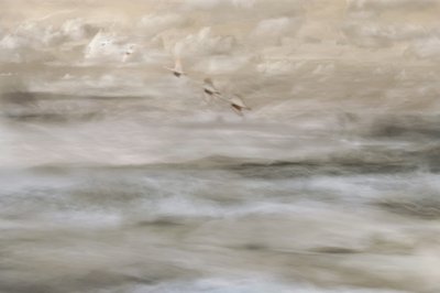 Träumerische Vögel über Wasser von Christina Sillen