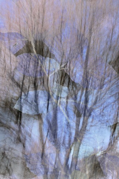 Träumerischer blauer Wald von Christina Sillen