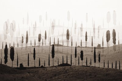 Träumerische Zypressenhügel von Christina Sillen