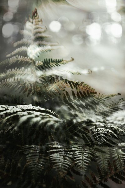 Träumerische Waldfarne von Christina Sillen