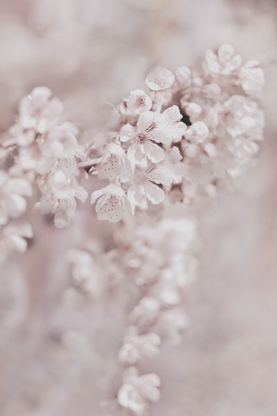 Träumende Rosa Blüten von Christina Sillen