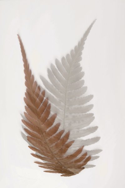 Ätherische Farnwedel von Christina Sillen