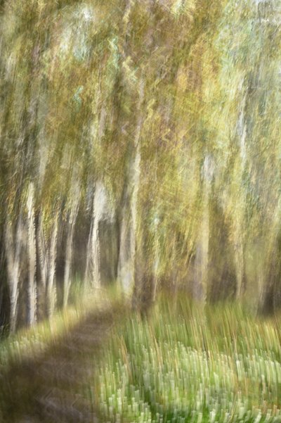 Ätherischer Waldspaziergang von Christina Sillen