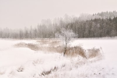 Vereister Winterbaum von Christina Sillen