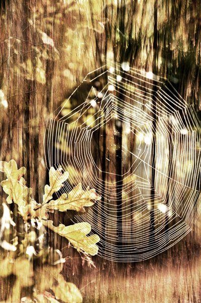 Goldenes Herbstspinnennetz von Christina Sillen